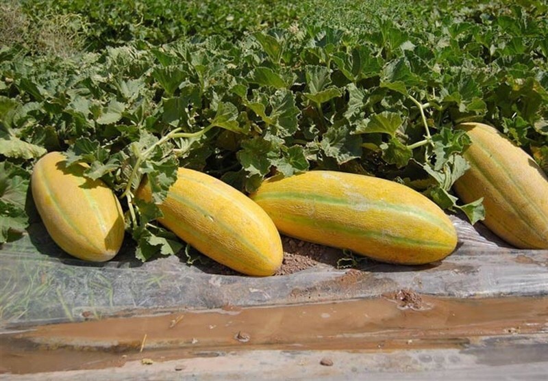 پیام فارس