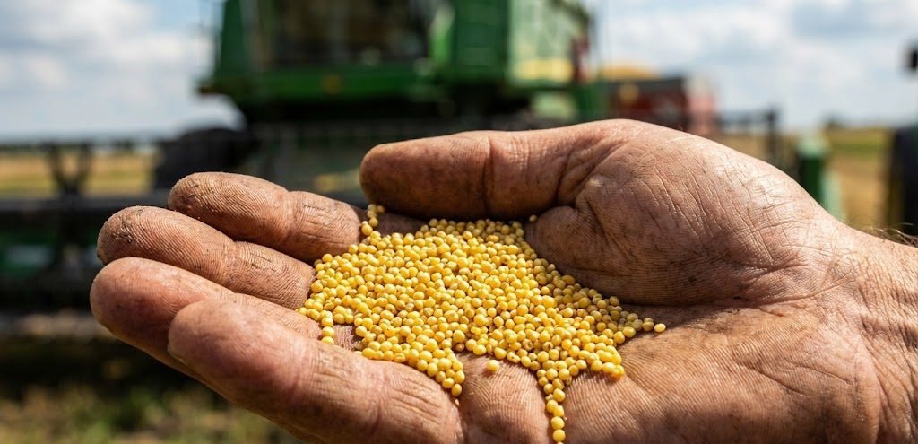 برداشت ارزن دانه‌ای از اراضی دیم کازرون