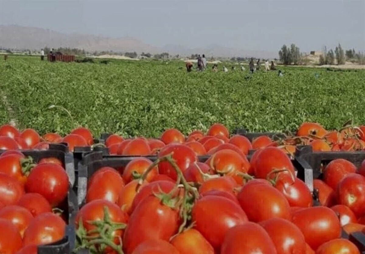آغاز صادرات گوجه فرنگی زرین دشت به بازار کشورهای حوزه خلیج فارس