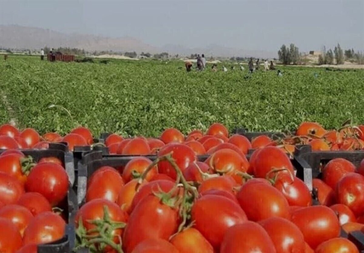 گوجه فرنگی فارس در راه بازارهای جهانی