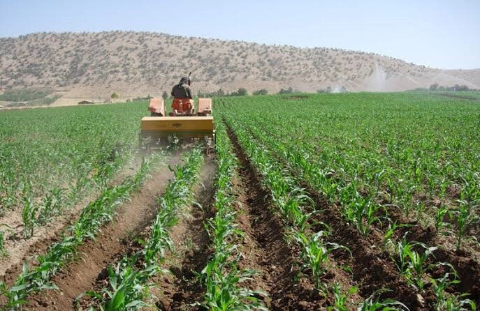 پیش بینی بیش از ۶۰۰ هکتار کشت مکانیزه ذرت در جهرم