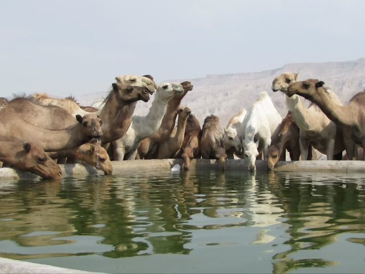 پیام فارس