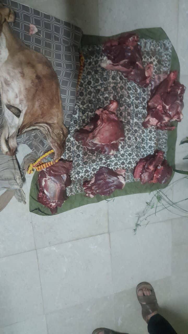 پیام فارس