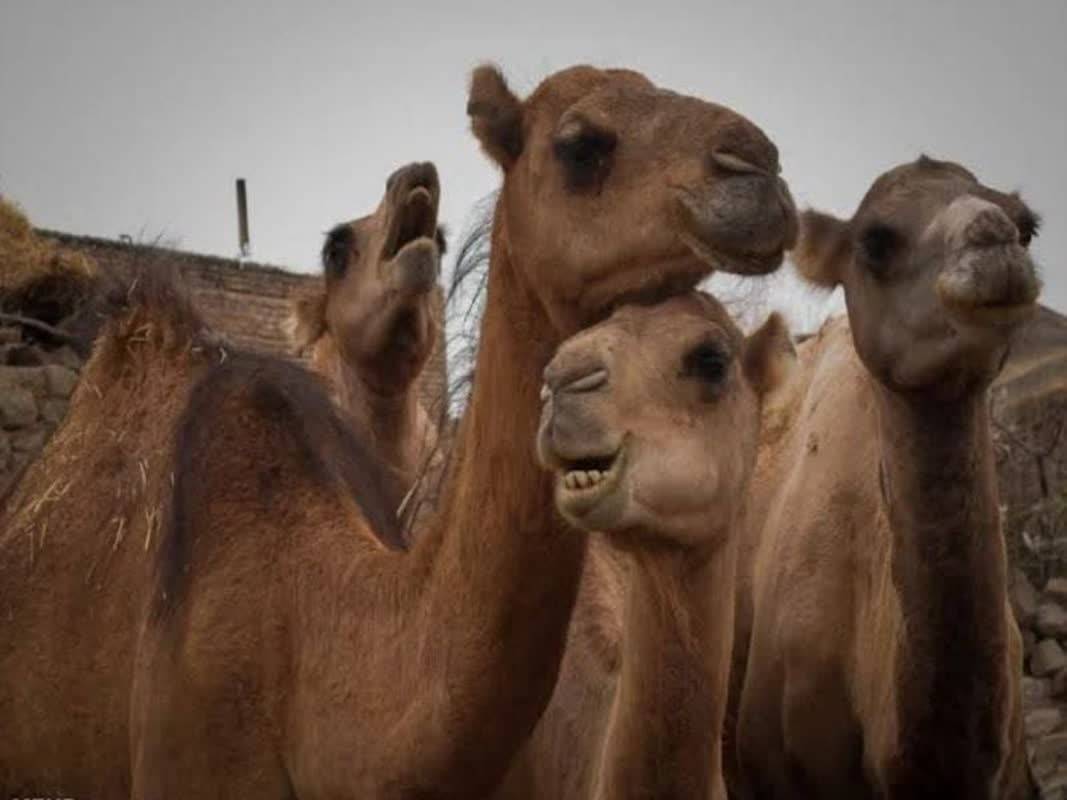 پیام فارس