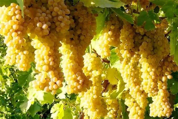 پیام فارس