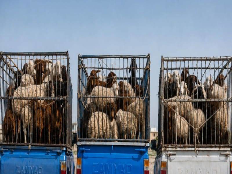 توقیف خودروهای حامل دام فاقد مجوز در ممسنی