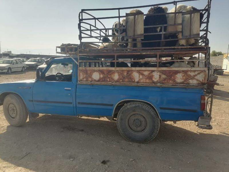 کشف ۵۳ راس گوسفند فاقد مجوز در سپیدان