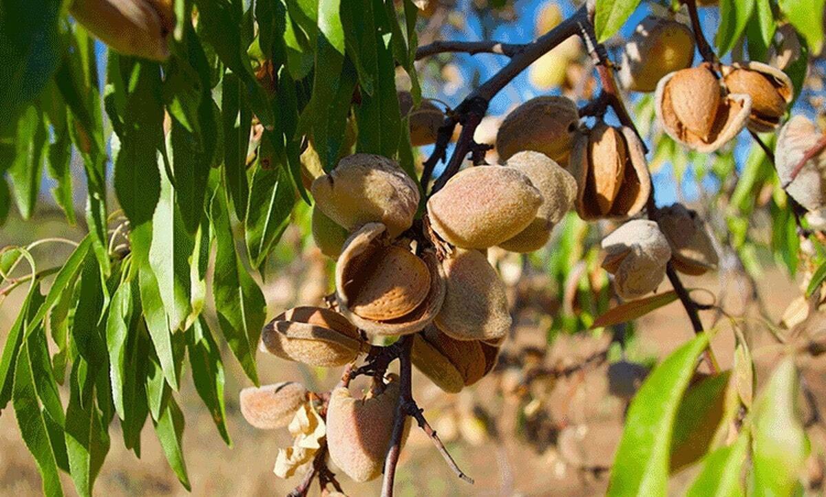 پیش‌بینی تولید و برداشت بیش از ۱۰۰ تن بادام در کوه چنار