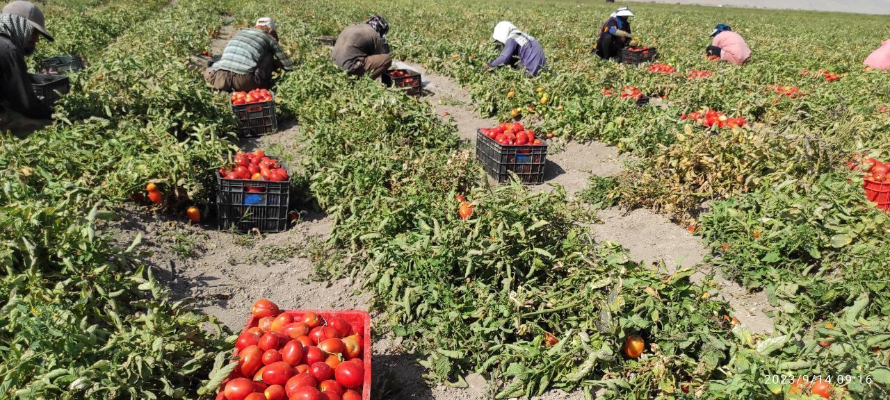 برداشت گوجه فرنگی از بیش از ۲ هزار هکتار مزارع اقلید