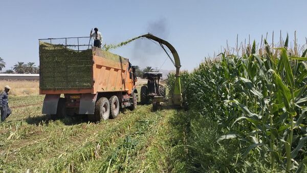 افزایش ۲۰ درصدی برداشت ذرت در جهرم