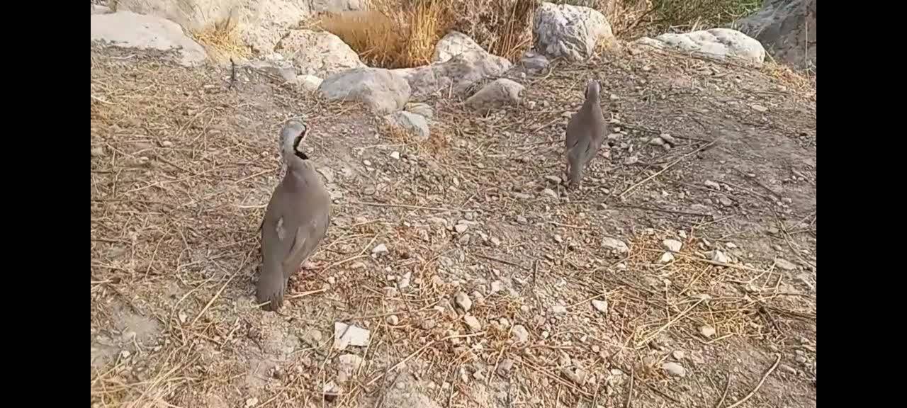 پیام فارس