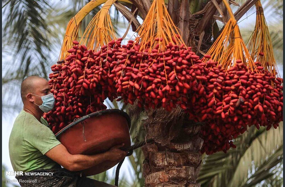 پیش‌بینی برداشت ۴۵۰ هزار تُن خرما در فارس