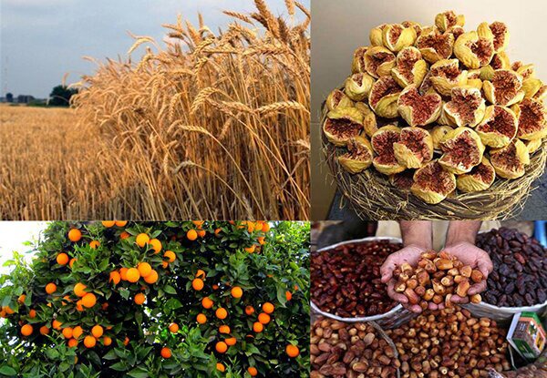 جهش تولید محصولات باغی فارس ؛ پیش‌بینی برداشت بیش از ۳ و نیم میلیون تن در سال جاری
