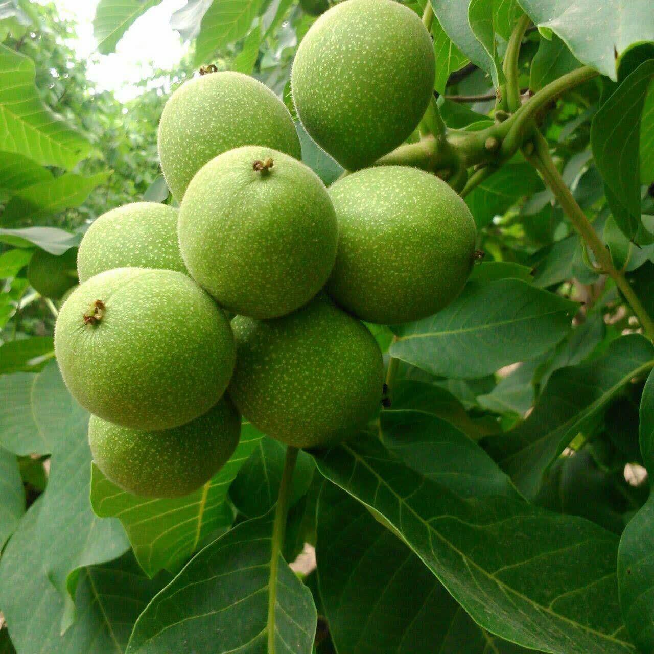 پیام فارس