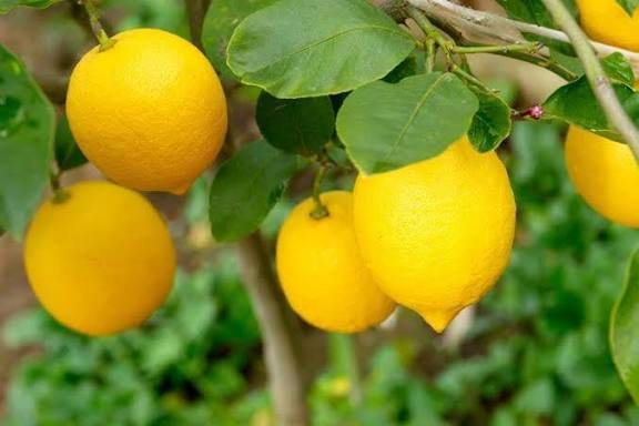 پیام فارس