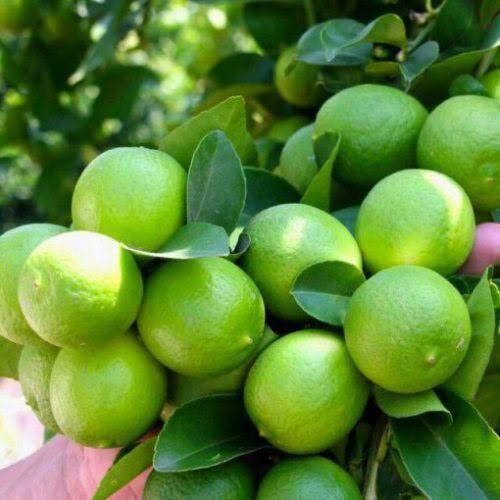 قطب تولید و فرآوری لیموترش فارس در تکاپوی برداشت