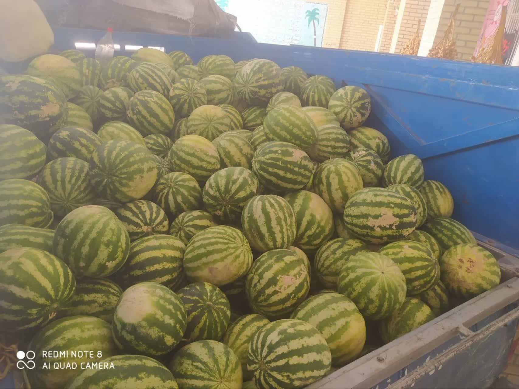 پشتیبانی جهادی کشاورز آباده ای از جبهه های جنگ جنوب کشور