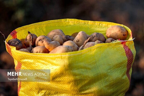 صادرات سیب‌زمینی، پیاز و گوجه‌فرنگی از فارس تا پایان سال ممنوع شد