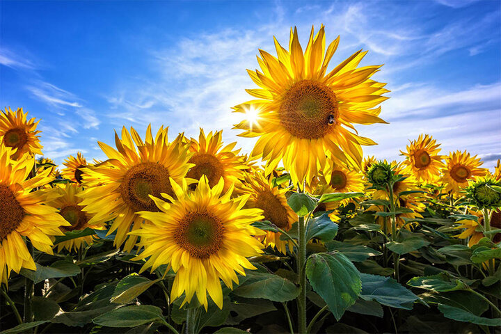 افزایش ۲ درجه‌ای دمای همدان از سه‌شنبه