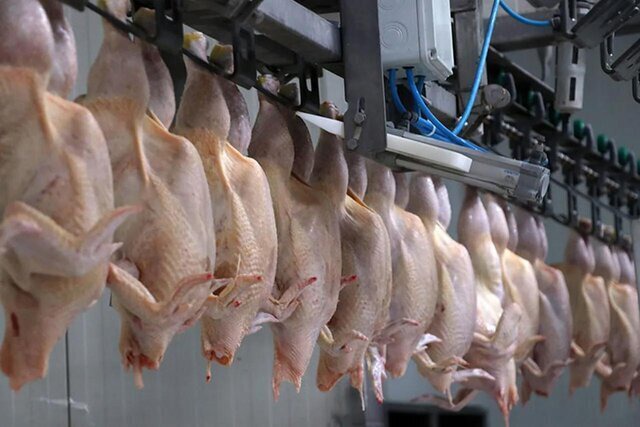 آغاز خرید حمایتی گوشت مرغ در فارس برای تعادل‌بخشی به بازار