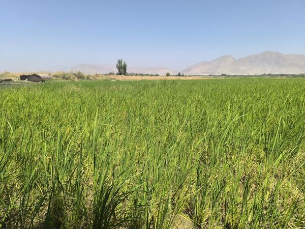 پیام فارس