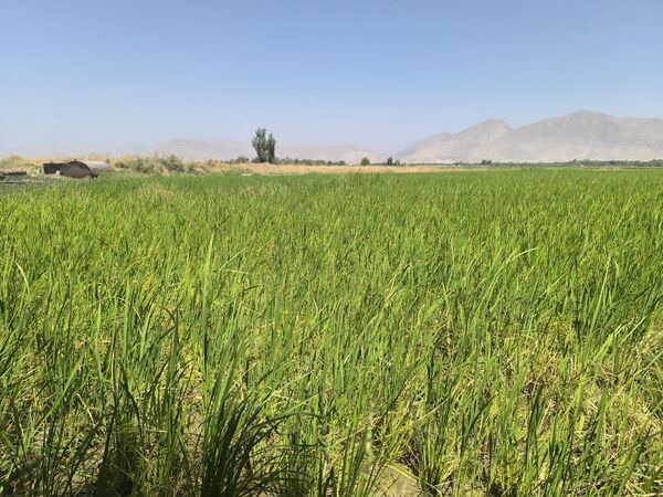 آغاز کشت نشای برنج در قیروکارزین