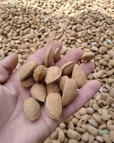 آغاز برداشت بادام در شمال فارس