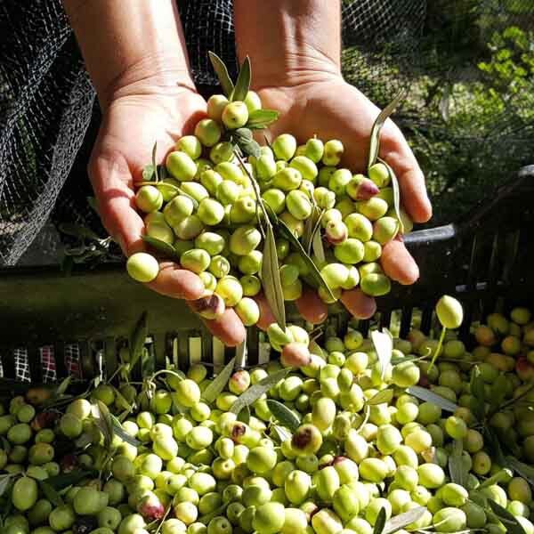 برداشت طلای سبز از باغ‌های فارس ، جایگاه چهارم تولید زیتون در کشور در دست باغداران فارسی است