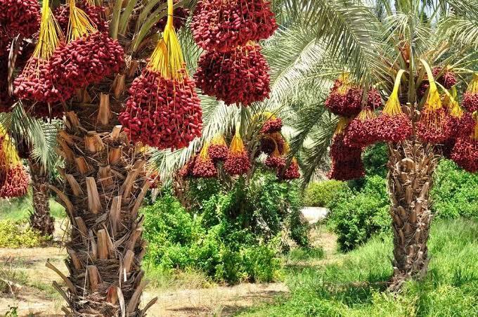 پیام فارس
