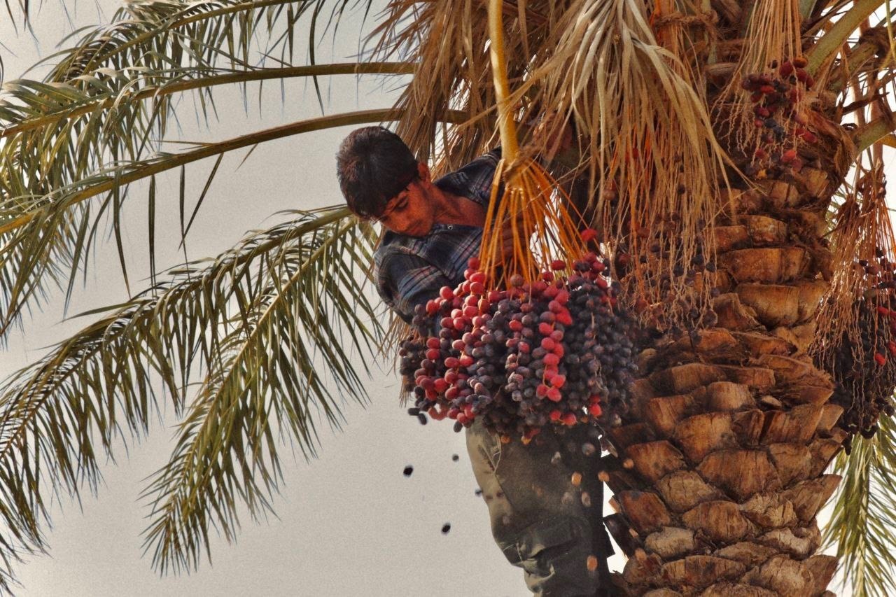 پیام فارس