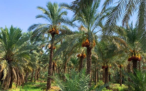 پیام فارس
