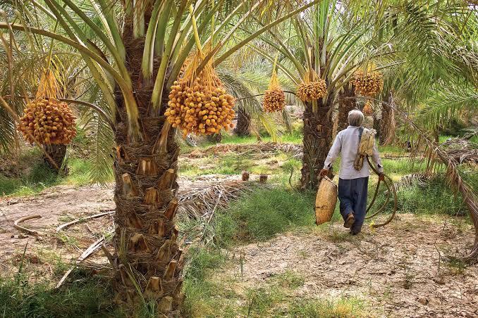سایه‌سار برکت نخلستان‌های فارس؛ قطب تولید خرمای کشور