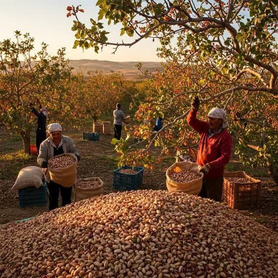 پیام فارس