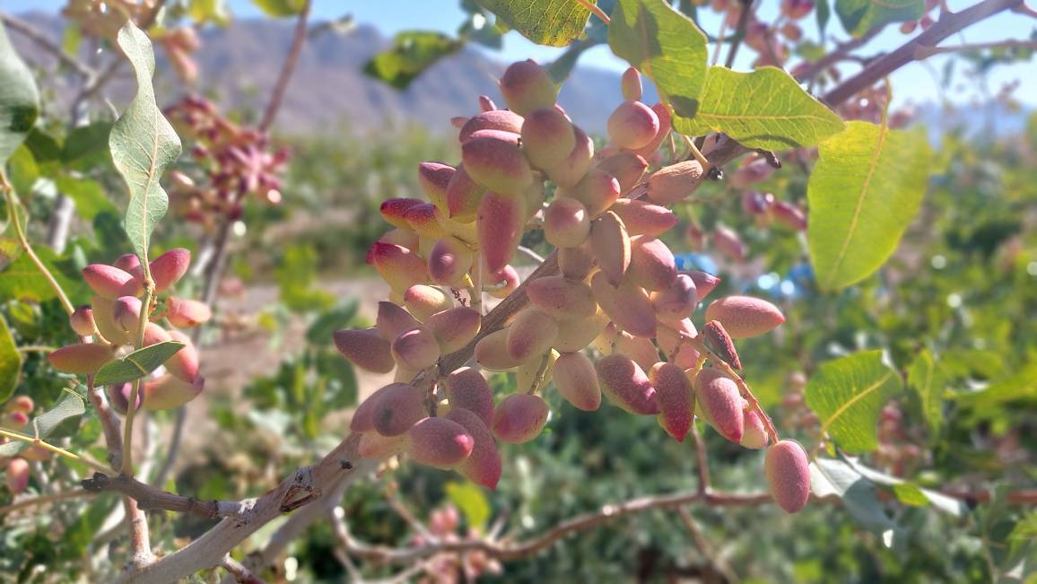 پیام فارس