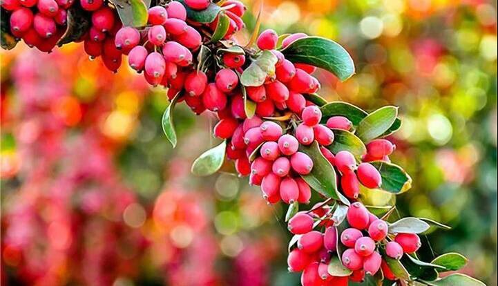۴ فایده شگفت انگیز زرشک برای سلامتی بدن