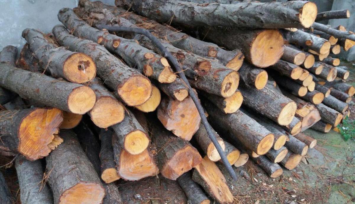 کشف چوب فاقد مجوز در استان فارس