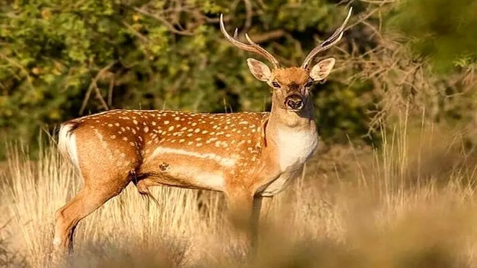 از مرز خاموشی تا شکوه حضور در زاگرس ؛ گوزن زرد ایرانی در آستانه بازگشت به طبیعت فارس