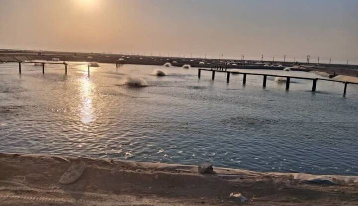 معاون شیلات بوشهر: برداشت به‌موقع میگوها برای کاهش ریسک ضروری است