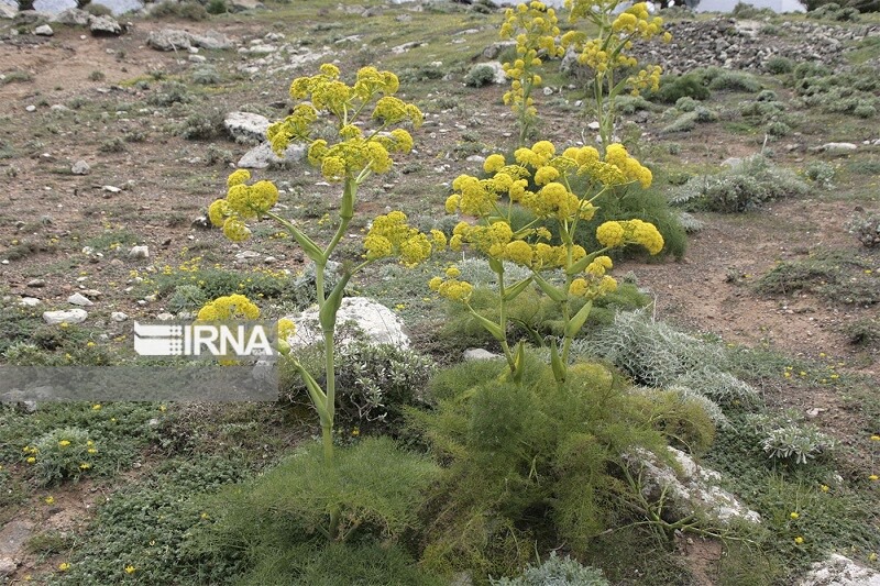 «گنج سبز» دامنه‌های آرادان در مسیر رونق اقتصاد روستاها