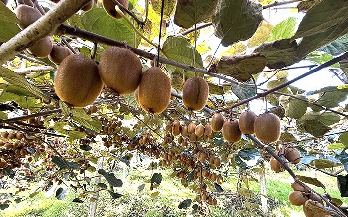 صادرات بیش از ۷ هزار تن کیوی از گیلان