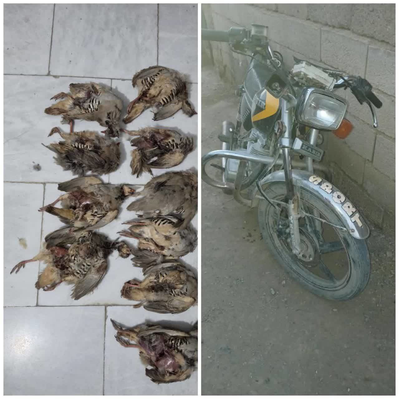 کشف ۱۰ لاشه کبک به همراه ادوات کشف جرم در بختگان فارس
