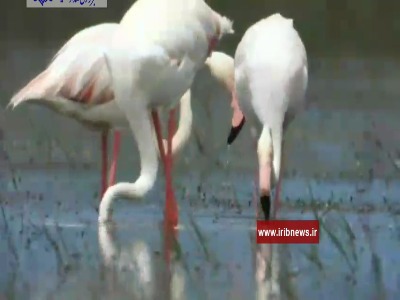 ۱۸ مهر روز جهانی پرندگان مهاجر