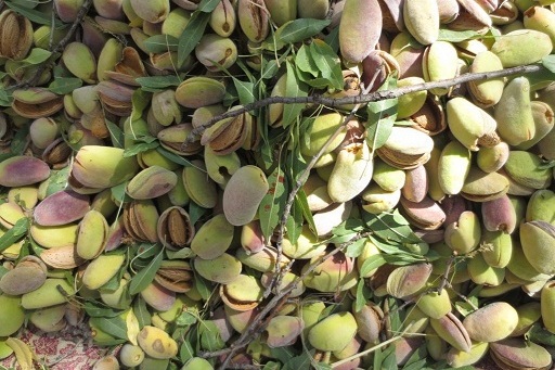 پیام فارس