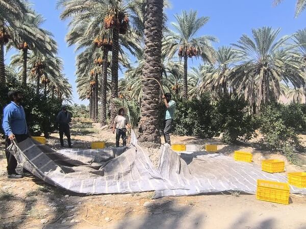 برداشت خرما در قیروکارزین فارس