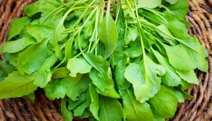 شاهی از مغذی‌ترین و کم‌کالری‌ترین سبزیجات جهان است