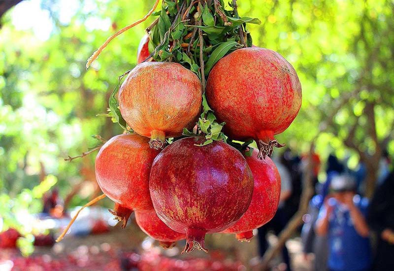 جشنواره‌ای با طعم و رنگ انار و خرما در خاوران فارس