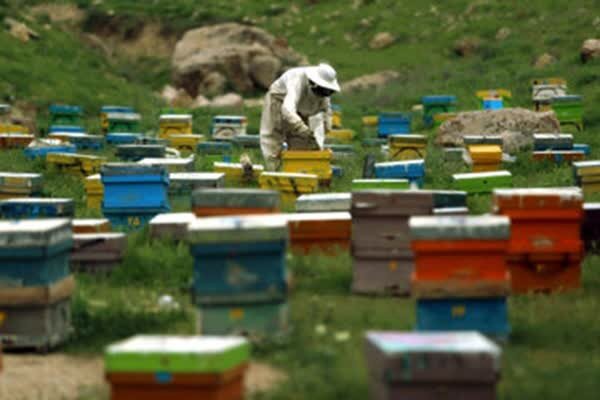 آغاز سرشماری برخط یک میلیون کلنی زنبور عسل در فارس