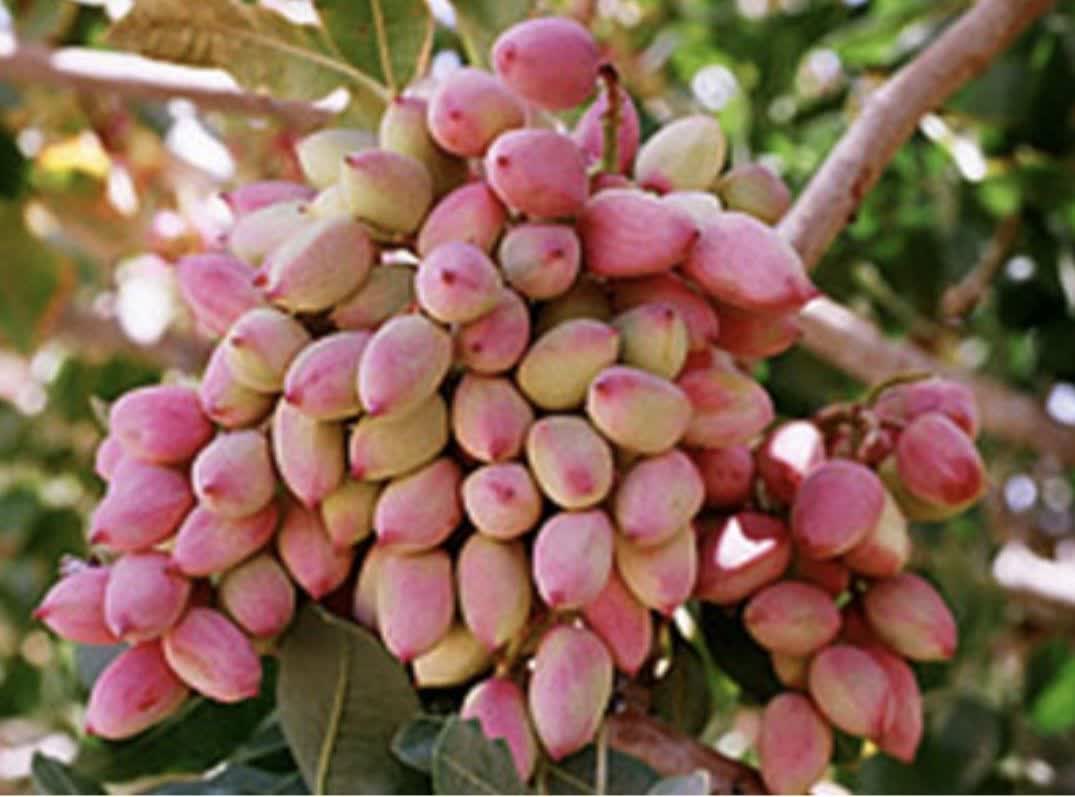 پیام فارس