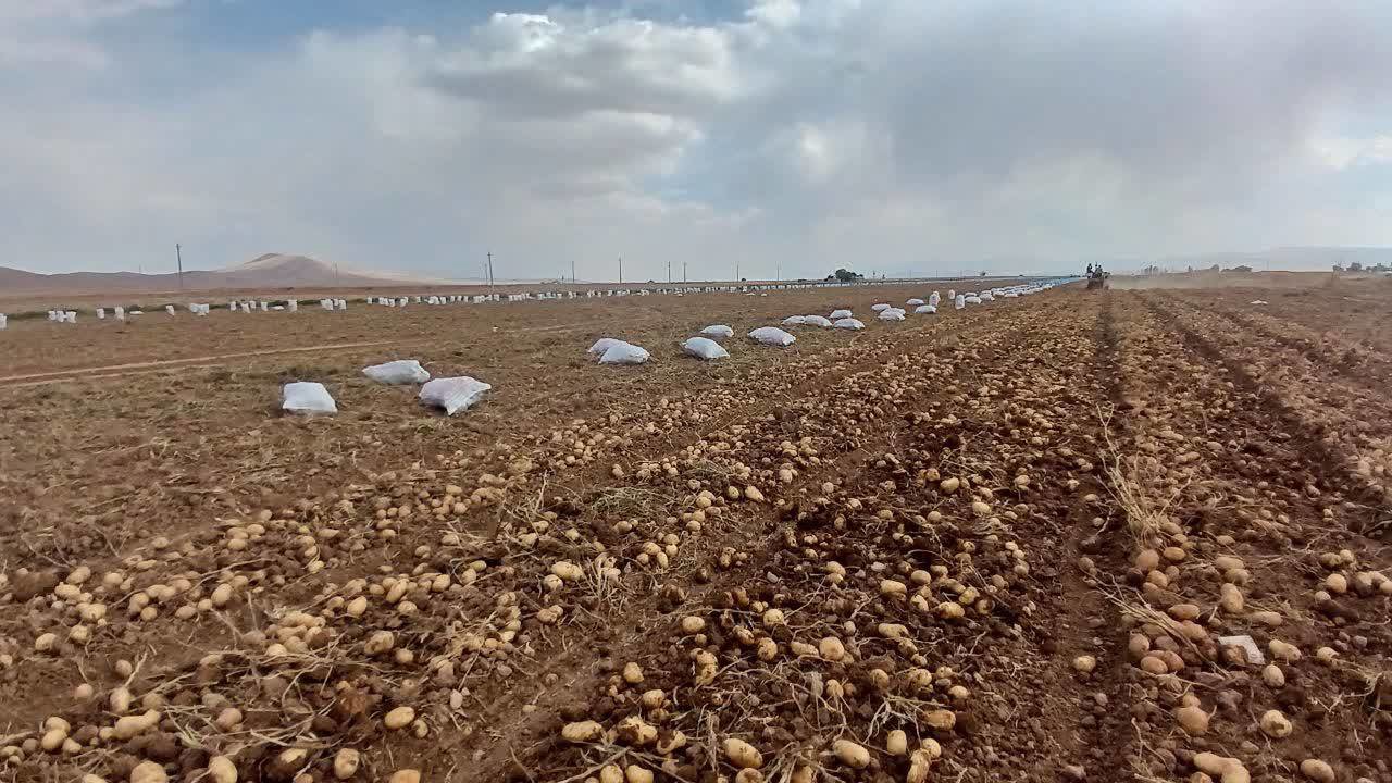 آغاز برداشت سیب‌زمینی در آباده
