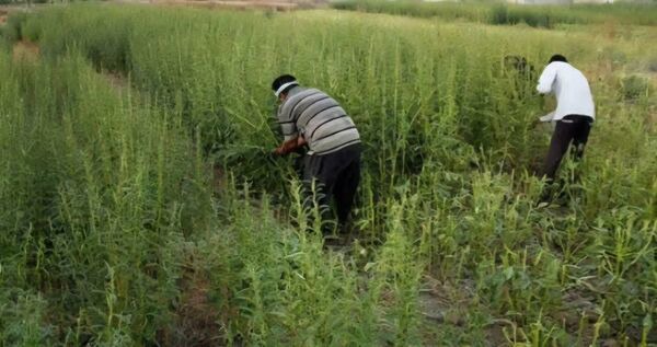 آغاز برداشت محصول کنجد از مزارع شهرستان کوه‌چنار فارس